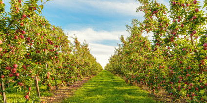 Rows of red apple trees  (Annapolis Valley, Nova Scotia, Canada)